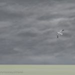 Danny Mooney 'Grey sky, gull, 7/10/16' iPad painting #APAD