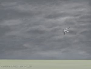 Danny Mooney 'Grey sky, gull, 7/10/16' iPad painting #APAD